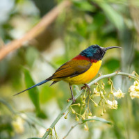 Green-tailed Sunbird
